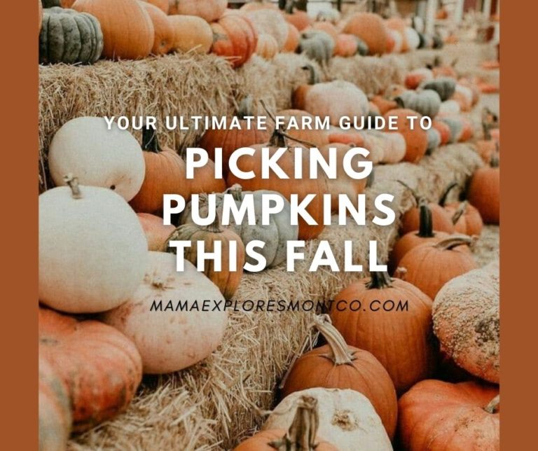 Your Ultimate Farm Guide to Picking Pumpkins This Fall | Mama Explores ...